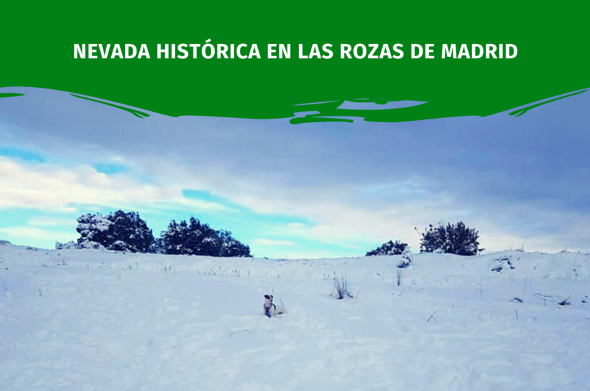 Solidaridad en la nevada Histórica en Las Rozas de Madrid
